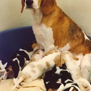 A Beagle with her puppies