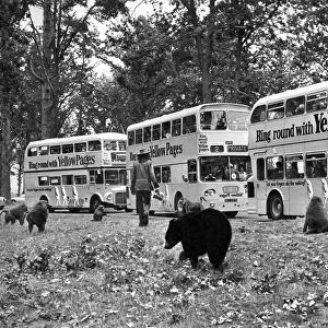Bears at Windsor Safari Park. September 1972 P000689