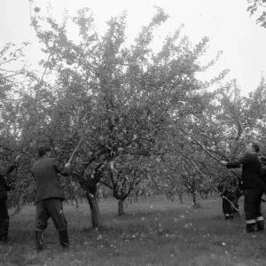 Beating the Trees Print, Herefordshire Orchard Circa 1959