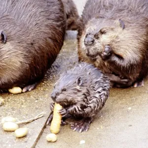 A Beaver eating a carrot at London Zoo August 1984 A Beaver eating a carrot at London Zoo August 1984