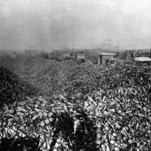 Beet Sugar Factory Print, Lincolnshire, 1928 Beet Sugar Factory Print, Lincolnshire, 1928