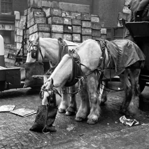 Cart Horses at Billingsgate Fish Market Print 1954 Cart Horses at Billingsgate Fish Market Print 1954