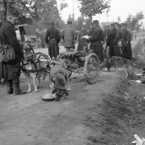 Belgian Gun Dog Teams Rest on the Road to Hofstade Print