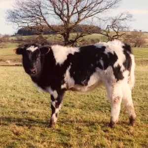 A Belgium Blue calf