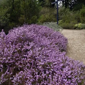 Belsay Hall Castle and Gardens Winter Heather Print