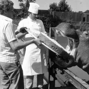 Ben the Hippo's 14th Birthday Cake at Chessington Zoo Print Ben the Hippo's 14th Birthday Cake at Chessington Zoo Print