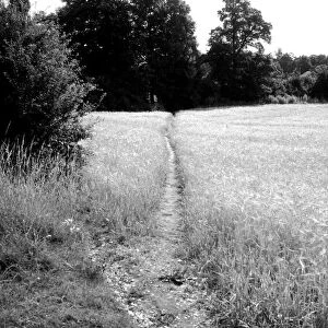 Bernard Alfieri Jnr. Corn field in Bookham, Leatherhead, UK. 20th July 1934