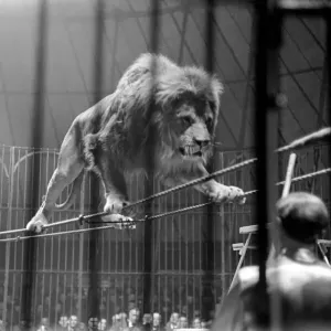 Bertram Mills Circus at Luton. April 1950 April 1950 O23401-010 Bertram Mills Circus at Luton. April 1950 April 1950 O23401-010