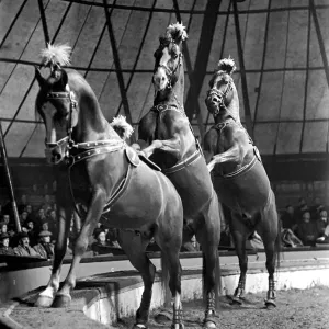 Bertram Mills Circus at Luton. April 1950 O23401-002 Bertram Mills Circus at Luton. April 1950 O23401-002