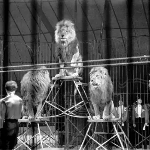 Bertram Mills Circus at Luton. April 1950 O23401-015 Bertram Mills Circus at Luton. April 1950 O23401-015