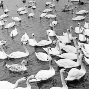 These Berwick swans lose all their regal bearing if there is a chance of a free feed These Berwick swans lose all their regal bearing if there is a chance of a free feed