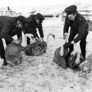 These five Berwick swans are being released back on to the River Tweed after the RSPCA These five Berwick swans are being released back on to the River Tweed after the RSPCA