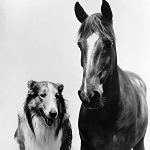 Bess the horse and Lassie the dog