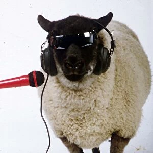 Betsy the singing sheep who recorded song Baa Baa 1989