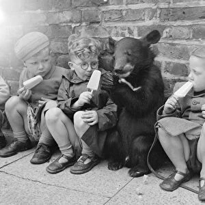 Biffo a Himalayan mountain bear seen here enjoy a ice lolly with the children. July 1953