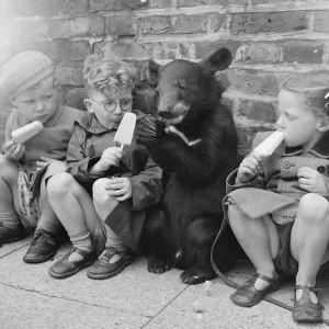 Biffo a Himalayan mountain bear seen here enjoy a ice lolly with the children. July 1953 Biffo a Himalayan mountain bear seen here enjoy a ice lolly with the children. July 1953