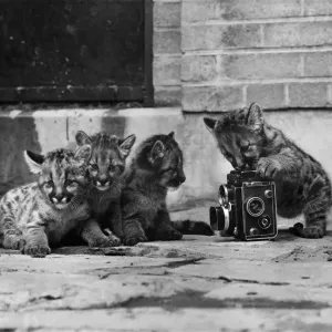 Big brother snaps up a puma picture. Things have really started to click for these four Big brother snaps up a puma picture. Things have really started to click for these four