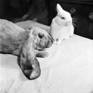 Große Ohren hat alles unter einem Hut. Lop-eared Rabbits Goofy'und