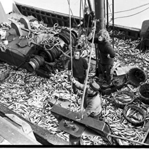 Biggest catch of pilchards ever landed at Brixham in February 1972