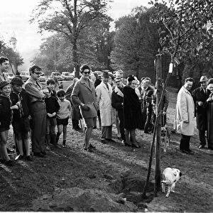 Billy B dog peeing against a tree planted by the Mayor at Whetstone Stray Barnet 1969