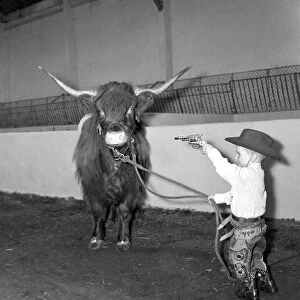 Billy Smarts Circus 2 year old Gary Smart rounds up Highland Oxen in his