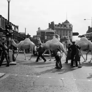 Billy Smarts Circus animals leaving Victoria, london. 18th September 1955
