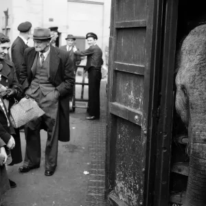 Billy Smarts Circus animals leaving Victoria, london. 18th September 1955