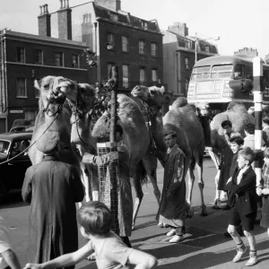 Billy Smarts Circus animals leaving Victoria, london. 18th September 1955