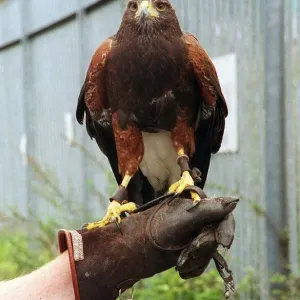 Birds Birds of Prey Harris Hawk September 1998 used to scare the pigeons at Mirror colour