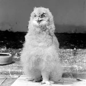 Birds: Eagle owl chick at London Zoo. 1965 C87D-003