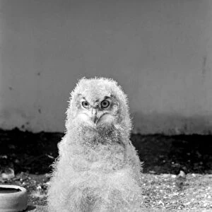 Birds: Eagle owl chick at London Zoo. 1965 C87D-004