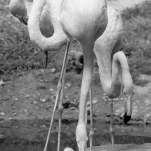 Birds: Flamingo. In the Pink... a Baby With a Long Way to Grow Birds: Flamingo. In the Pink... a Baby With a Long Way to Grow