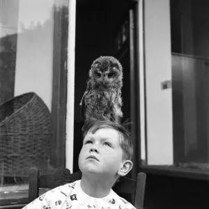 Birds: Owls. The strange story of Oswald the Owl, who does not too-whit or too-whoo Birds: Owls. The strange story of Oswald the Owl, who does not too-whit or too-whoo