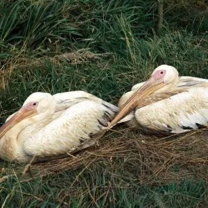 Birds - Pelicans at Thorny Wild Life Park, Cambridgeshire circa 1969
