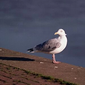 Birds Seagull January 1998