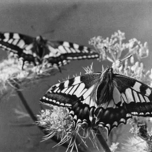 The Birth of a Butterfly. Swallowtail butterflies seen here minutes after emerging The Birth of a Butterfly. Swallowtail butterflies seen here minutes after emerging