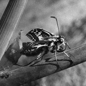 The Birth of a Swallowtail Butterfly Print, Circa 1948