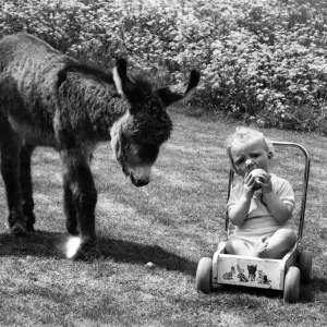 A birthday donkey for Daniel the TV baby. He doesn t seem a very friendly sort of A birthday donkey for Daniel the TV baby. He doesn t seem a very friendly sort of