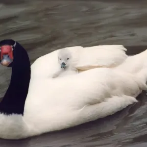 A black necked swan carries one of its cygnets on its back A black necked swan carries one of its cygnets on its back