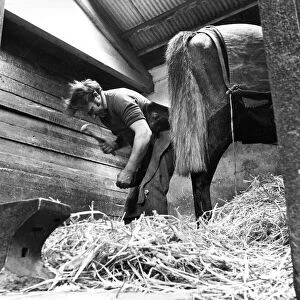 Blacksmith Doug Dunn shoeing racehorses in a stable near his forge at Rennington
