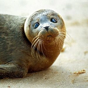 Blind seal Jack who was saved by Harry Nickerson October 1991