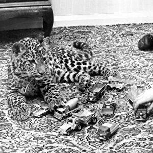 Bobby plays with Zac the leopard cub at Whitley Zoo, Coventry. 7th March 1966