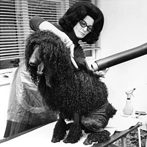 A Bonatrice standard Poodle with her owner
