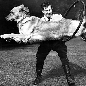 Bonny the golden labrador performs a trick - August 1956 Bonny leaps through a hoop