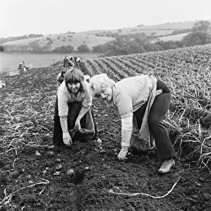 Boosbeck potato picking. (Picture) Two women picking potatos in a field