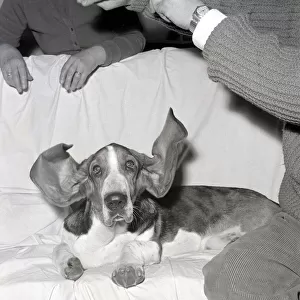 Bosun the Basset Hound seen here at the 1963 Crufts dog show February 1963