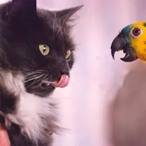 Bosun the parrot has a love hate relationship with this cat