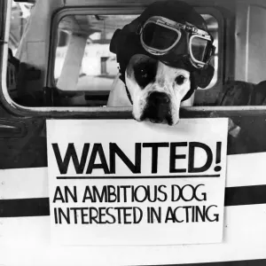 Boxer not Biggles Anna the 3 years old Boxer dog who was picked to act on stage for