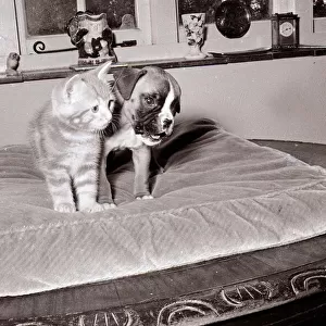 Boxer pup wrestling ginger tabby kitten 1960s A©Mirrorpix