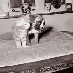 Boxer pup wrestling ginger tabby kitten 1960s A&copy;Mirrorpix